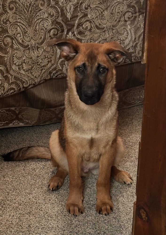 Montgomery County Animal Shelter Image