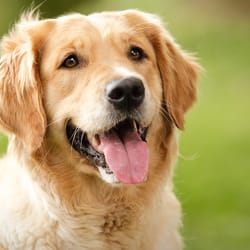 Chartiers Animal Hospital