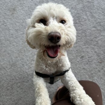 The Rich Groomer - Pet Groomers Near Me - Sacramento, California