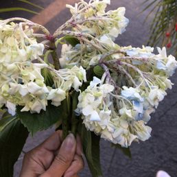 I ordered flowers for my Mom funeral Pugh's Flowers delivered this to me .. I'm so disappointed I ordered flowers for my Mom funeral Pugh's Flowers delivered this to me .. I'm so disappointed