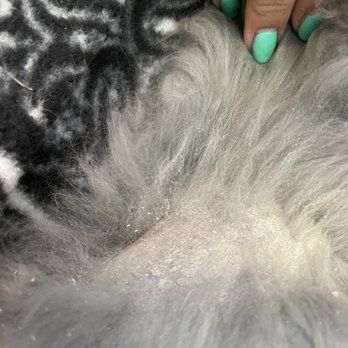Atlas Pet Supply - Dry skin and hair loss from mite infestation and matted hair - Pet Stores Near Me - Blaine, Minnesota Atlas Pet Supply - Dry skin and hair loss from mite infestation and matted hair - Pet Stores Near Me - Blaine, Minnesota