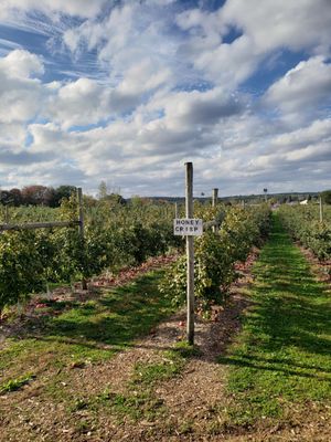 Mann Orchards by null