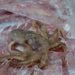 Calistoga Farmer's Market - Some of Sal's fresh fish