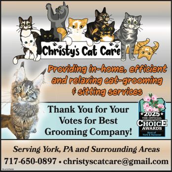 Where to Groom My Cat near Me: Top Trusted Local Groomers