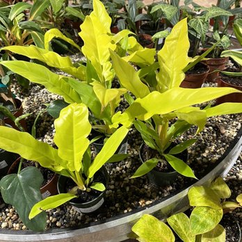 SummerWinds Nursery - Dublin - Rare philodendron golden ring of fire ($80) - Nurseries & Gardening Near Me - Dublin, California