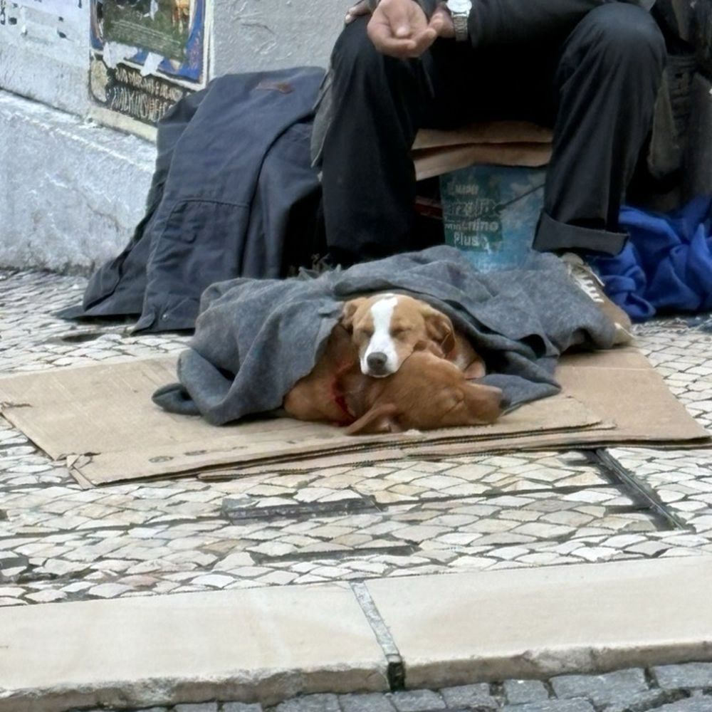 Marisqueira Uma - Dogs Sleeping Outside - Seafood Near Me - Lisbon, 11 Marisqueira Uma - Dogs Sleeping Outside - Seafood Near Me - Lisbon, 11