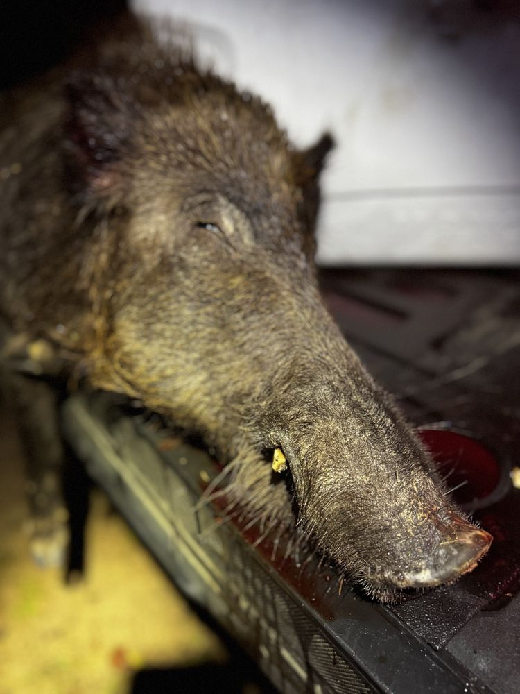 Boars Nest Logo