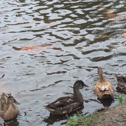 The Frozen Gnome - Ducks and karp