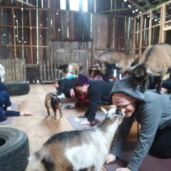 Sage & Willow Farm; home of Kitsap Goat Yoga - Baby goat kisses are the best kisses 3