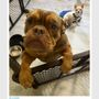 Southern Oasis Bed and Bark Pet Resort
