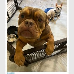 Southern Oasis Bed and Bark Pet Resort