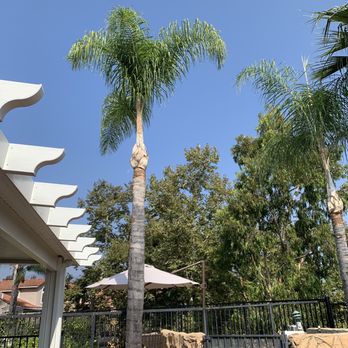 Melendez Tree Service - After - Tree Services Near Me - Corona, California Melendez Tree Service - After - Tree Services Near Me - Corona, California