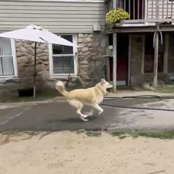 Southboro Kennels - Sunny enjoying yard time
