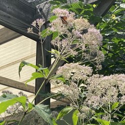 Churchville Park Nature Center - Monarch butterly