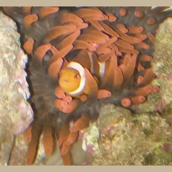 Three Little Fish - Our cool clown fish...named Taco just hanging in his sea anemone. We got them both from here. - Professional Services Near Me - Lancaster, California
