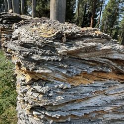 Blackfoot Pathways:Sculpture in the Wild