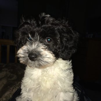 Domino Schnoodles - Sabrina 3 mo - Pet Breeders Near Me Domino Schnoodles - Sabrina 3 mo - Pet Breeders Near Me