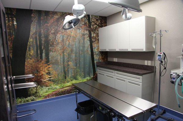 clearview dog and cat hospital red deer