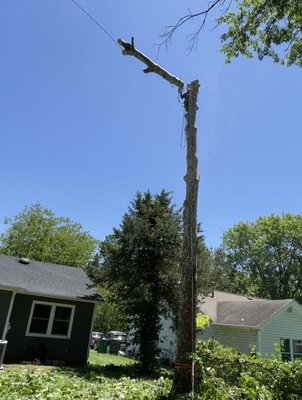 Tree removal - Home owner needed this tree removed from property. Tree removal - Home owner needed this tree removed from property.