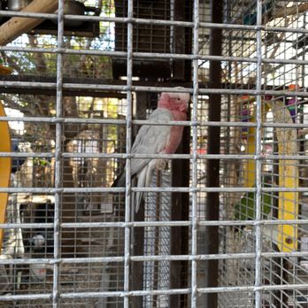 The Perch Brewery - Cute pink headed bird. - Gastropubs Near Me - Chandler, Arizona The Perch Brewery - Cute pink headed bird. - Gastropubs Near Me - Chandler, Arizona