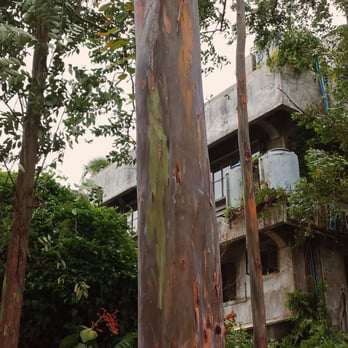 Ilog Maria Honeybee Farm - A rainbow eucalyptus tree - Cosmetics & Beauty Supply Near Me - Silang, CAV Ilog Maria Honeybee Farm - A rainbow eucalyptus tree - Cosmetics & Beauty Supply Near Me - Silang, CAV