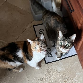 Stellar Pet Sitting - Pet Sitting Near Me - Yorba Linda, California Stellar Pet Sitting - Pet Sitting Near Me - Yorba Linda, California