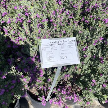 Rancho Valhalla Nursery - Texas ranger (5G shrubs for $20) - Nurseries & Gardening Near Me - El Cajon, California Rancho Valhalla Nursery - Texas ranger (5G shrubs for $20) - Nurseries & Gardening Near Me - El Cajon, California
