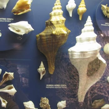 The Bailey-Matthews Shell Museum - Sanibel Display - Museums Near Me - Sanibel, Florida The Bailey-Matthews Shell Museum - Sanibel Display - Museums Near Me - Sanibel, Florida