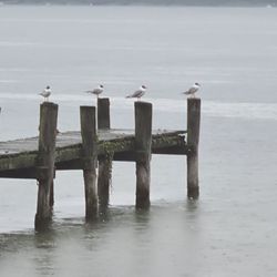 Ammersee