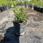 Photo of Gavilan Springs Nursery
