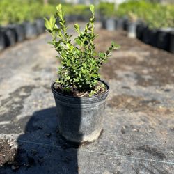 Gavilan Springs Nursery