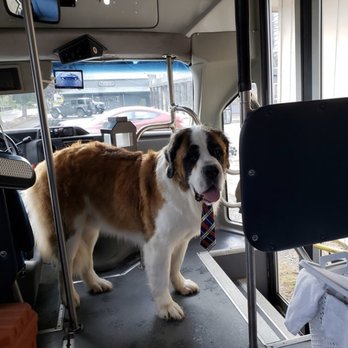 Traveling Trimmer - Hank! Yes we do big dogs. - Pet Groomers Near Me Traveling Trimmer - Hank! Yes we do big dogs. - Pet Groomers Near Me