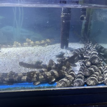 Austin Aquarium - Baby sharks crowded and very lethargic - Aquariums Near Me - Austin, Texas Austin Aquarium - Baby sharks crowded and very lethargic - Aquariums Near Me - Austin, Texas