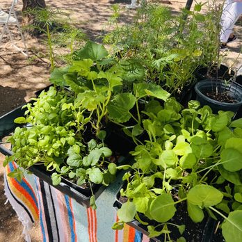 Bisbee Saturday Market - a variety of plants - Farmers Market Near Me - Bisbee, Arizona Bisbee Saturday Market - a variety of plants - Farmers Market Near Me - Bisbee, Arizona