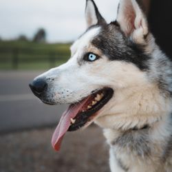 Diljot Studios - Pet Photoshoot