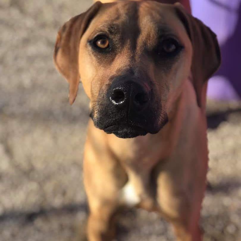 THE DIRTY DOG PET SERVICES 36 Photos & 11 Reviews 3120 S Kansas Ave