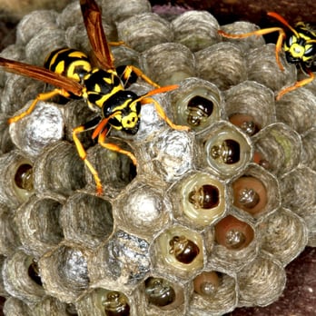 Atlas Pest & Wildlife Control - Wasp Control - Pest Control Near Me - Surrey, British Columbia Atlas Pest & Wildlife Control - Wasp Control - Pest Control Near Me - Surrey, British Columbia
