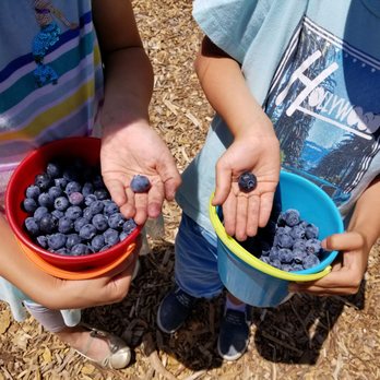 Temecula Berry - Kids have fun picking big blueberries - Farms Near Me - Temecula, California