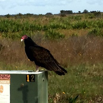 Kissimmee Prairie Preserve State Park - Turkey vulture just hanging out - Parks Near Me - Okeechobee, Florida Kissimmee Prairie Preserve State Park - Turkey vulture just hanging out - Parks Near Me - Okeechobee, Florida
