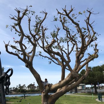 Shoreline Park - Parks Near Me - Long Beach, California Shoreline Park - Parks Near Me - Long Beach, California