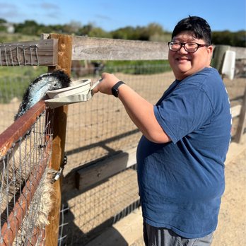 Ostrichland USA - My husband feeding an emu, I love their coloring! - Attraction Farms Near Me - Solvang, California Ostrichland USA - My husband feeding an emu, I love their coloring! - Attraction Farms Near Me - Solvang, California