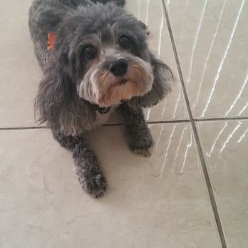 Pet's Plaza Grooming - Pet Groomers Near Me - Westminster, California