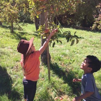 Riley's Farm - Apple picking bliss - Fruits & Veggies Near Me - Oak Glen, California Riley's Farm - Apple picking bliss - Fruits & Veggies Near Me - Oak Glen, California