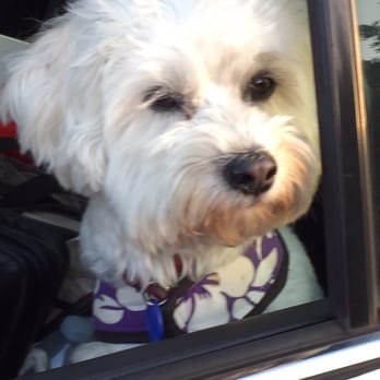 Your Pet's Angel - Lucy...how can you not love that face? - Pet Sitting Near Me