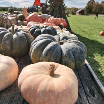 Mead Orchards - Beautiful pumpkins - Farmers Market Near Me - Tivoli, New York Mead Orchards - Beautiful pumpkins - Farmers Market Near Me - Tivoli, New York