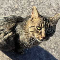 Tuscan Hills Winery - Winery kitty