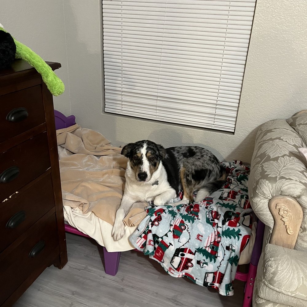 Doggie Style - Dog - Pet Groomers Near Me - Phoenix, Arizona