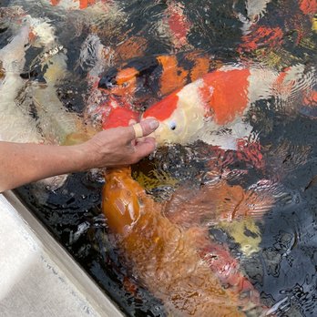 East Bay Koi - Local Fish Stores Near Me - Oakland, California East Bay Koi - Local Fish Stores Near Me - Oakland, California