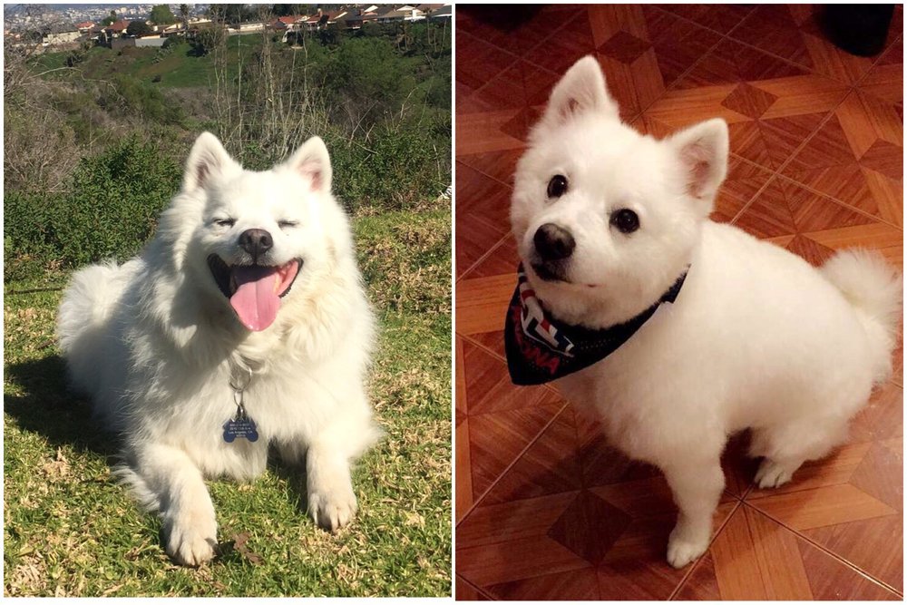 american eskimo haircut
