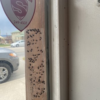 Pat's Bar and Grill - Double sided tape with dead flies - American Near Me - Hotchkiss, Colorado